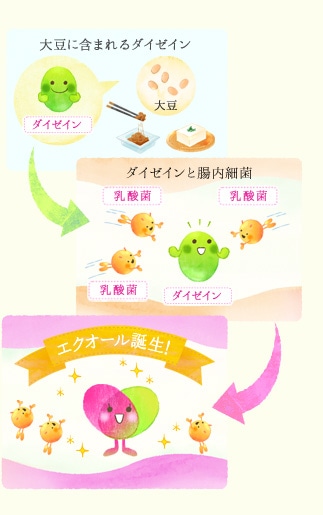 大豆イソフラボンから作られるエクオール