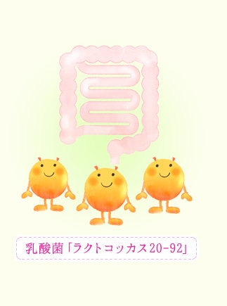 エクオールを作る乳酸菌「ラクトコッカス20-92」