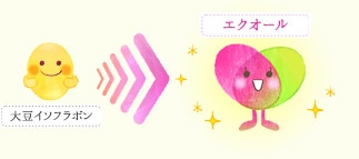 エストロゲンに似た働きをするエクオール
