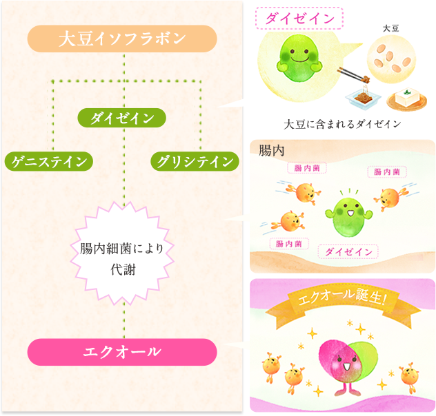 大塚製薬 - エクエル　大塚製薬　エクオール　大豆イソフラボン　更年期障害　サプリ エクエル 大塚製薬 パウチ 120粒 2袋セット エクオール 大豆