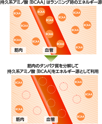 三日坊主にならない 続けられる腹筋の鍛え方 大塚製薬の公式通販 オオツカ プラスワン