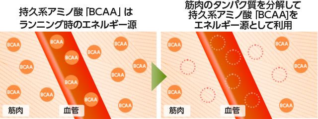 Bcaa 分岐鎖アミノ酸 とは L 運動 スポーツ時に必要な栄養素 大塚製薬の公式通販 オオツカ プラスワン